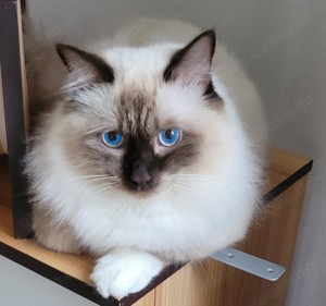 Reinrassiger Heilige-Birma-Deckkater in Chocolatte-Point