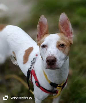 KHALESSI    sucht ihr Glück 