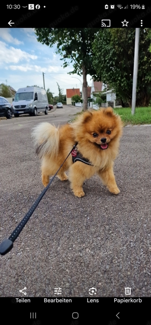 Pomeranian Deckrüde. kein Verkauf!