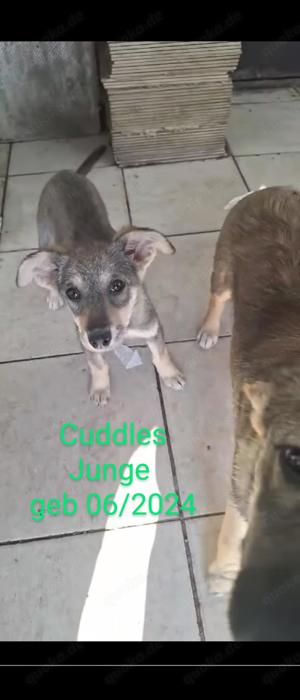 Zuhause gesucht 