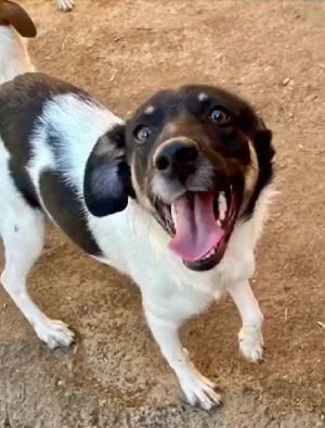 Emma sucht Geborgenheit und ein Zuhause Bild 2