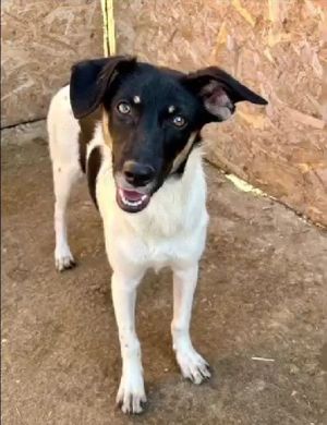 Emma sucht Geborgenheit und ein Zuhause Bild 10