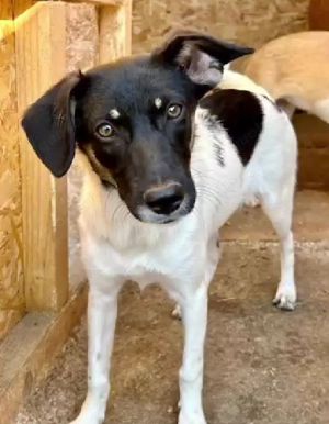 Emma sucht Geborgenheit und ein Zuhause Bild 3