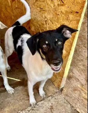 Emma sucht Geborgenheit und ein Zuhause Bild 9