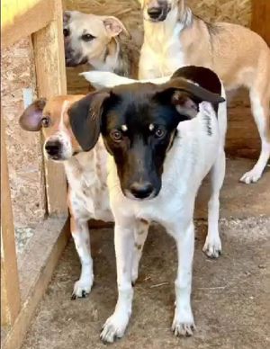 Emma sucht Geborgenheit und ein Zuhause Bild 5