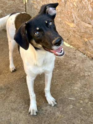 Emma sucht Geborgenheit und ein Zuhause Bild 4