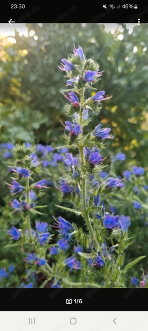 Samen Natternkopf (Echium vulgare)