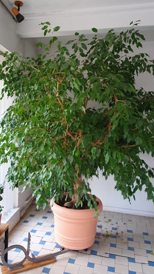 Zimmerpflanze Birkenfeige "Ficus Benjamini"