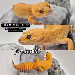 Leopardgecko Weibchen - Blood Tremper Albino