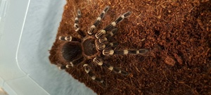 Vogelspinne Acanthoscurria Geniculata 