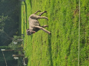 Irish wolfshound Hündin 
