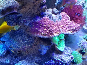 Korallen Ableger  Bild 3