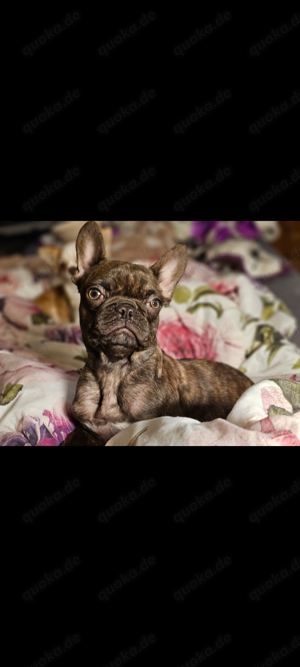 Mini französische Bulldogge