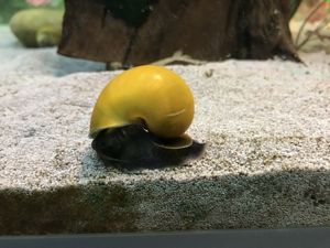 Apfelschnecken Gelbe für Axolotl Becken geeignet