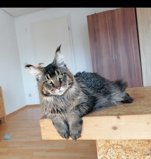 Maine Coon Kater m. Stammbaum, kastriert 