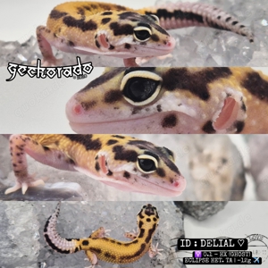 Leopardgecko Weibchen NZ2024