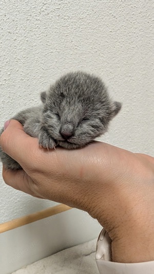 Russisch Blau Kitten Katze - 1 noch frei Bild 2