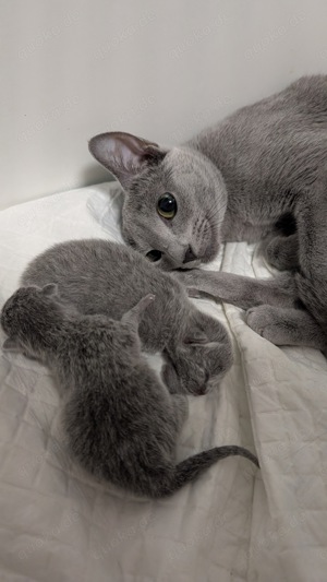 Russisch Blau Kitten Katze - 1 noch frei