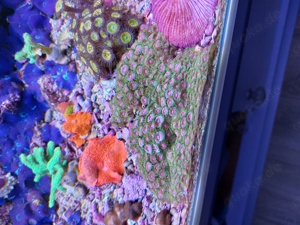 Korallenableger LPS, Discosoma, Zoanthus, Lederkorallen  Bild 7