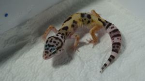 Leopardgecko 0.0.3 aus 24