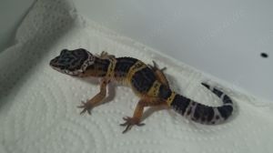 Leopardgecko Black Night 0.0.4 aus 24 Bild 3