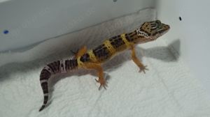 Leopardgecko Black Night 0.0.4 aus 24 Bild 2