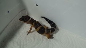 Leopardgecko Black Night 0.0.4 aus 24 Bild 4