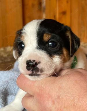 Jack Russel Terrier Welpen