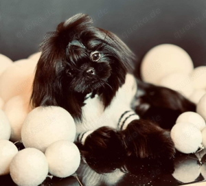 Hübsche Deckrüde Shih Tzu,Maltese