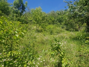 Schaf und Ziegenweide