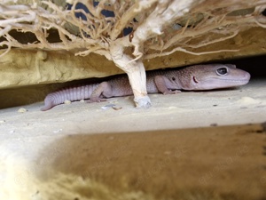 Leopardgeckos Giants inkl Terrarium 