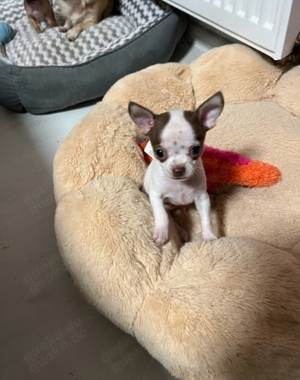 Reinrassiger kurzhaariger Chihuahua-Welpe
