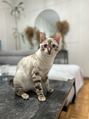 Deckkater Bengal