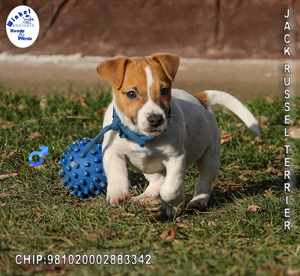 Neugierige Jack Russell Terrier Welpen