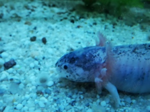 Axolotl abzugeben 