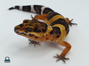 Afghan Tangerine Leopardgecko Weibchen (ID: AT001)