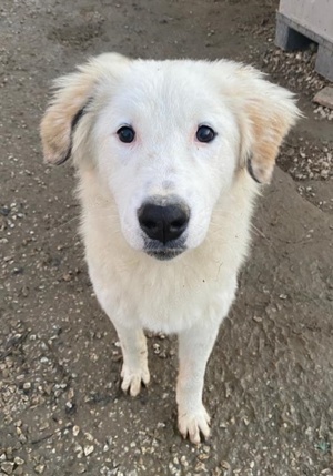 Skippy, geb. ca. 05 2022, lebt in GRIECHENLAND, im städt. Tierheim Serres  Bild 10