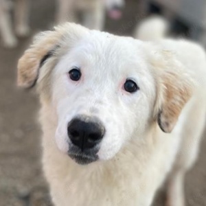 Skippy, geb. ca. 05 2022, lebt in GRIECHENLAND, im städt. Tierheim Serres 