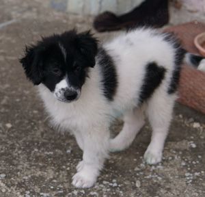 Lady, geb. ca. 12 2023, lebt in GRIECHENLAND, auf einem Gelände Bild 8