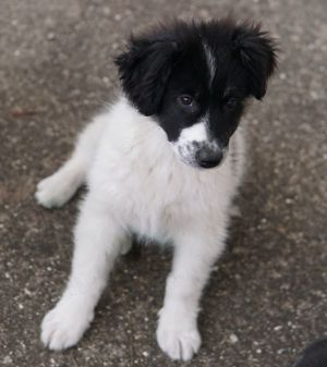 Lady, geb. ca. 12 2023, lebt in GRIECHENLAND, auf einem Gelände Bild 6