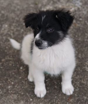 Lady, geb. ca. 12 2023, lebt in GRIECHENLAND, auf einem Gelände Bild 7