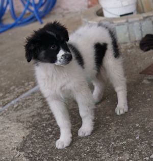 Lady, geb. ca. 12 2023, lebt in GRIECHENLAND, auf einem Gelände Bild 10