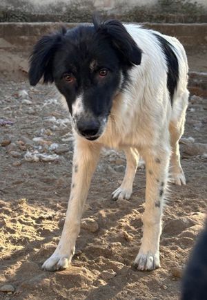 Lady, geb. ca. 12 2023, lebt in GRIECHENLAND, auf einem Gelände Bild 2