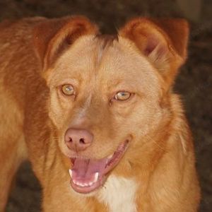 Rosalie, geb. ca. 12 2022, lebt in GRIECHENLAND, auf einer privaten Pflegestelle 