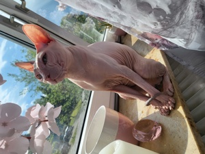 Deckkater Sphynx 