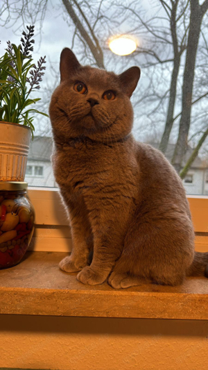 Deckkater BKH reinrassig in der Farbe Hell grau