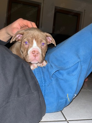 American Bully Pocket