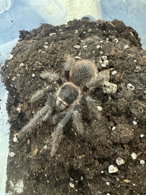 Lasiodora parahybana