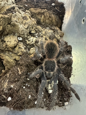 Lasiodora parahybana Bild 2