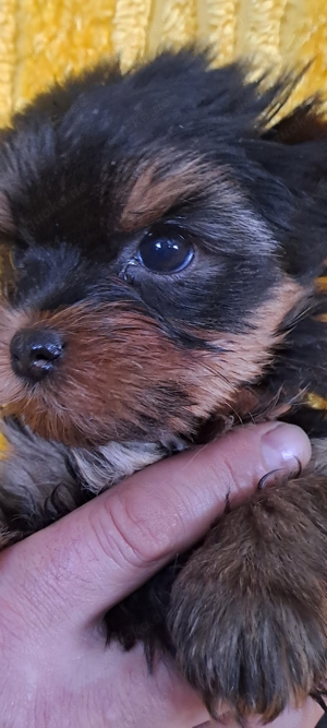 Yorkshire terrier Welpen 